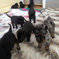 Chiot beauceron lof