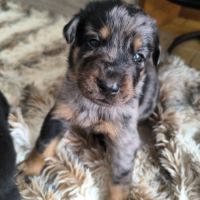 Chiot beauceron lof #2
