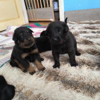 Chiot beauceron lof #3