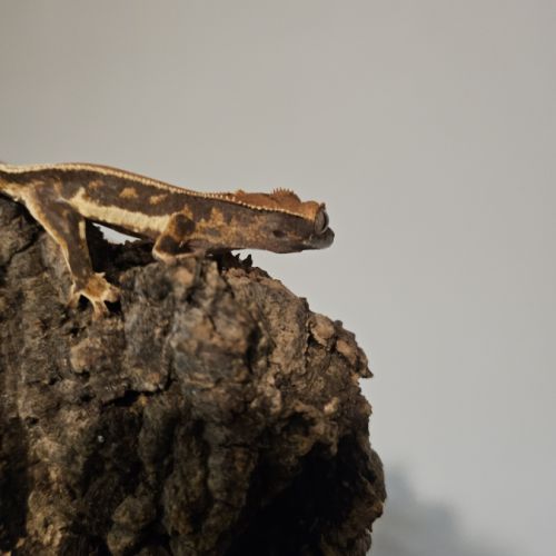Gecko à crête lw het phantom #1