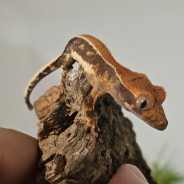 Gecko à crête lw het phantom #3