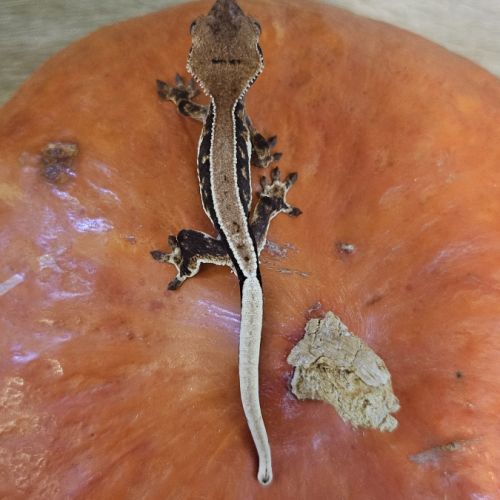 Gecko à crête lw het phantom