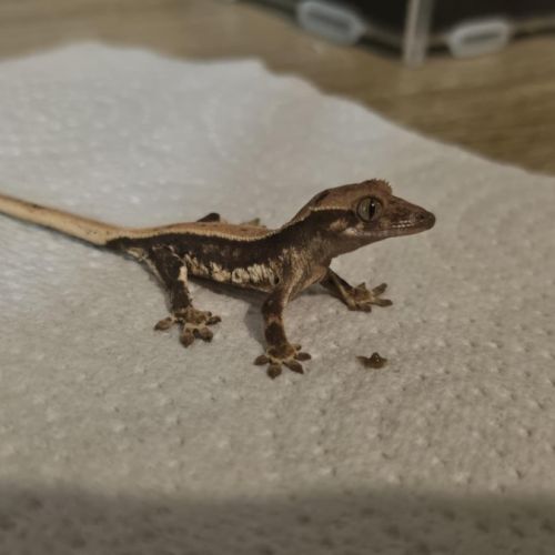 Gecko à crête lw het phantom #5