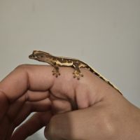 Gecko à crête lw het phantom #2