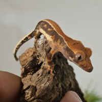 Gecko à crête lw het phantom #3