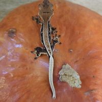 Gecko à crête lw het phantom #0