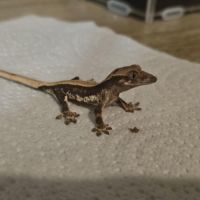 Gecko à crête lw het phantom #5