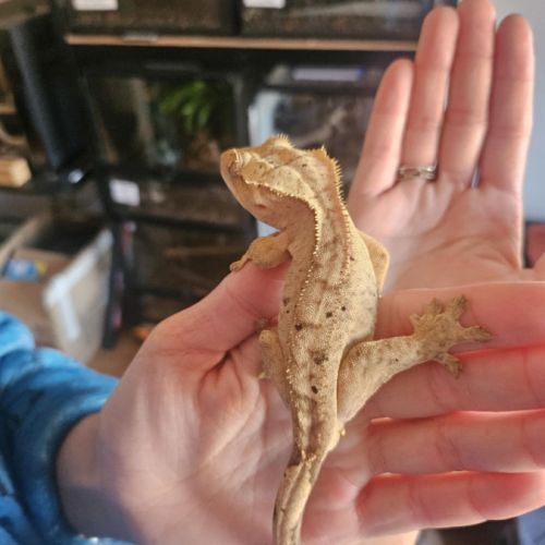 Gecko à crête brindle dal spot #1