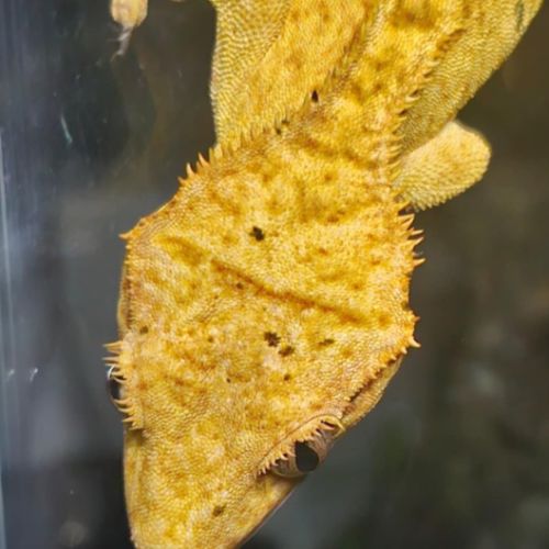 Gecko à crête brindle dal spot #2