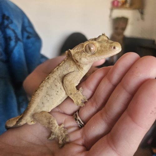 Gecko à crête brindle dal spot #0