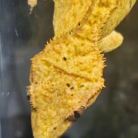 Gecko à crête brindle dal spot #2