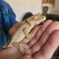 Gecko à crête brindle dal spot