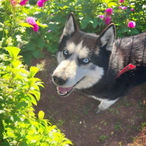 Adultes husky à placer