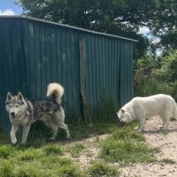 Adultes husky à placer #1