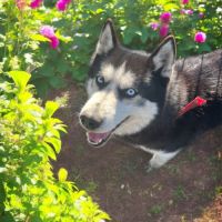 Adultes husky à placer