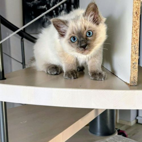 Chaton ragdoll inscrit au loof