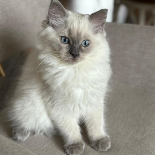 Chaton ragdoll inscrit au loof