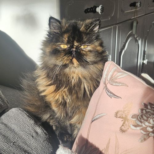 Chaton persan femelle #1