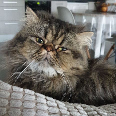 Chaton persan femelle #2