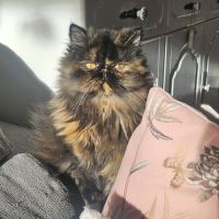 Chaton persan femelle #1