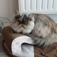 Chaton persan femelle #3