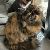 Chaton persan femelle #0