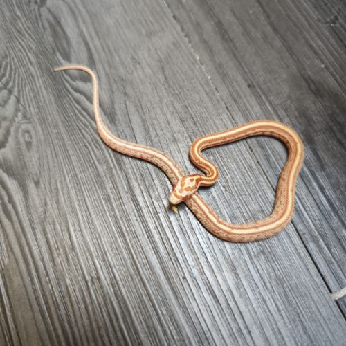 Pantherophis guttatus butter tessera #0