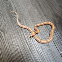 Pantherophis guttatus butter tessera