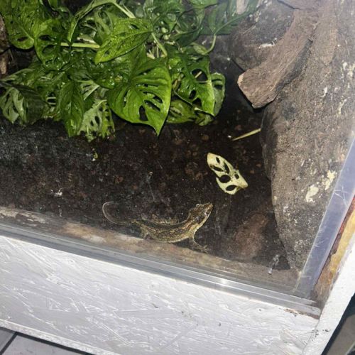 Rhacodactylus auriculatus femelle #1