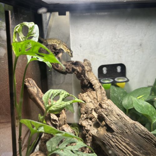 Rhacodactylus auriculatus femelle #2