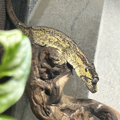 Rhacodactylus auriculatus femelle