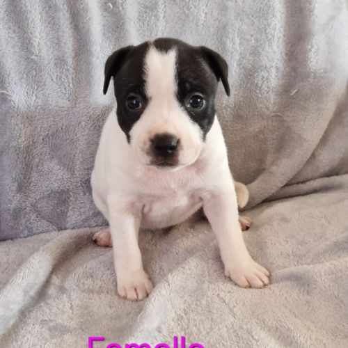 Chiot staffie