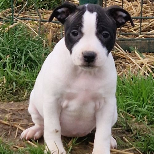 Chiot staffie #3