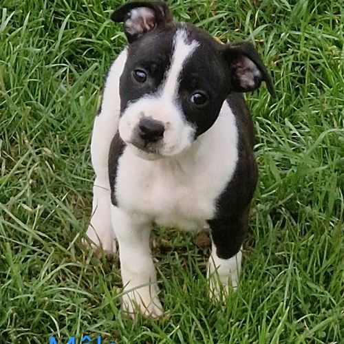 Chiot staffie #4