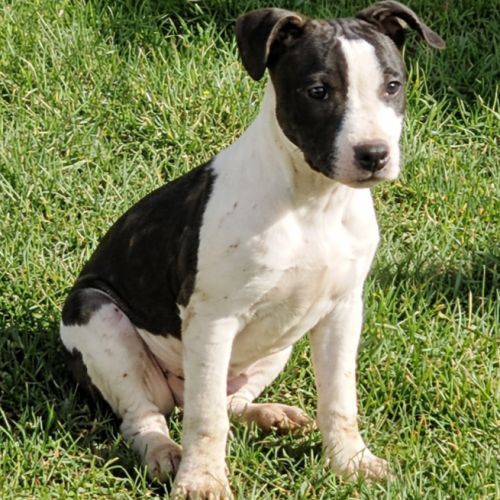 Chiot staffie