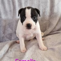 Chiot staffie