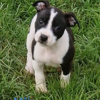 Chiot staffie #4