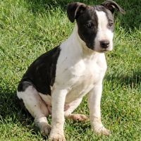 Chiot staffie