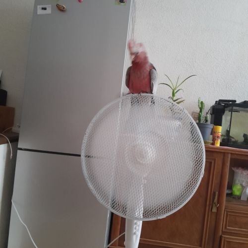 Cacatoès rosalbin #2