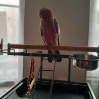 Cacatoès rosalbin #0