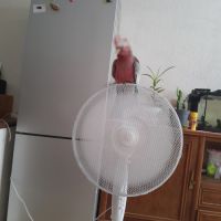 Cacatoès rosalbin #2