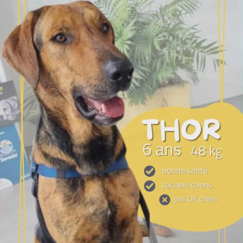 Adoption / famille d’accueil thor, 6 ans #4