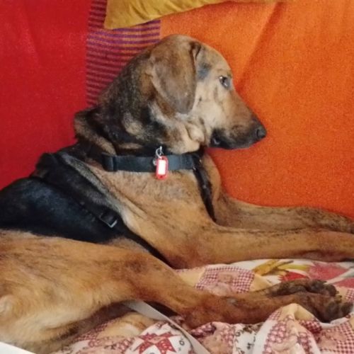 Adoption / famille d’accueil thor, 6 ans #6