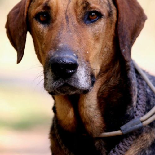 Adoption / famille d’accueil thor, 6 ans