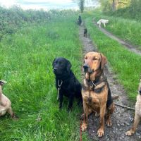 Adoption / famille d’accueil thor, 6 ans #1