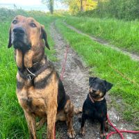 Adoption / famille d’accueil thor, 6 ans #2