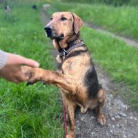 Adoption / famille d’accueil thor, 6 ans #3