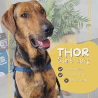Adoption / famille d’accueil thor, 6 ans #4