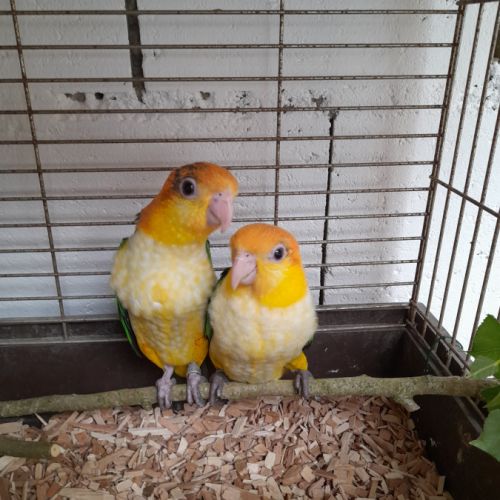 Caique tête orange #0