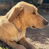 Chien luffy à l adoption #0